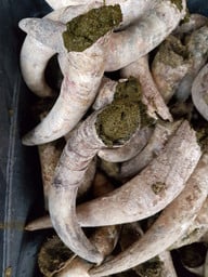 kuhhoerner-mit-kuhdung-fuer-bessere-boeden-biodynami-cc0-pixabay-live-green-magazine-200714_download Kuhhörner mit Kuhdung für bessere Böden? Biodynamische Landwirtschaft hat manchmal esoterische Anklänge.