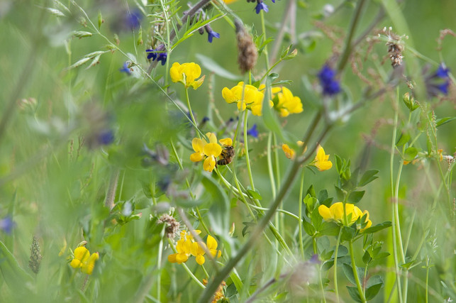 hornklee-ist-eine-besonders-insektenfreundliche-wi-cc0-pixabay-david_seifert-210821_download Hornklee ist eine besonders insektenfreundliche Wildstaude.