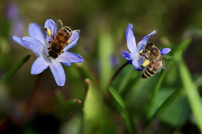 blaustern-ist-auch-bei-bienen-eine-beliebte-pflanz-cc0-pixabay-nennieinszweidrei-230730_download Blaustern ist auch bei Bienen eine beliebte Pflanze.