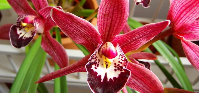 orchideen umtopfen
