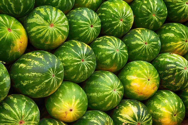 an-gelben-flecken-und-braunen-streifen-kannst-du-e-cc0-pixabay-thedigitalartist-220806_download An gelben Flecken und braunen Streifen kannst du eine reife Wassermelone erkennen.