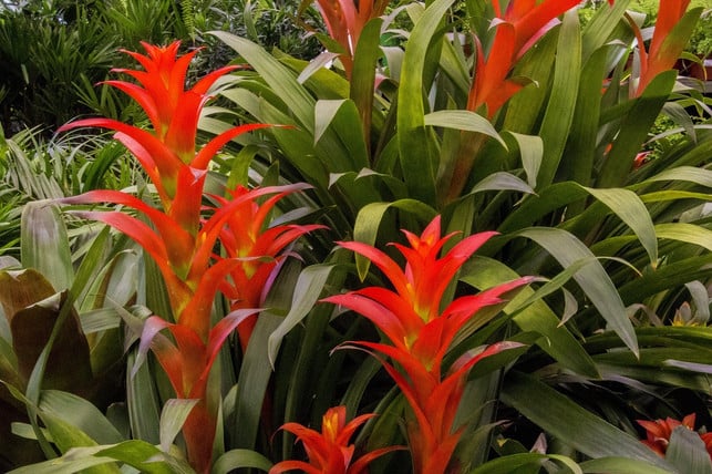 bromelien-sind-farbenfroh-und-pflegeleicht-cc0-pixabay-joaoboliver-241009_download Bromelien sind farbenfroh und pflegeleicht.