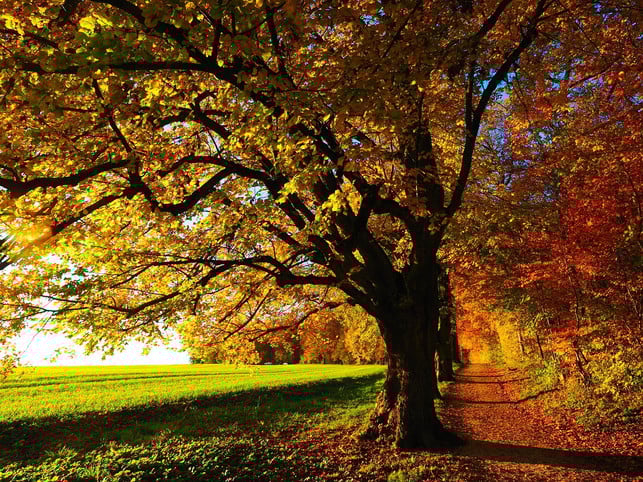 dass-laub-bunt-wird-haengt-mit-der-veraenderten-pho-cc0-pixabay-hans-221017_download Dass Laub bunt wird, hängt mit der veränderten Photosynthese-Rate der Bäume im Herbst zusammen.