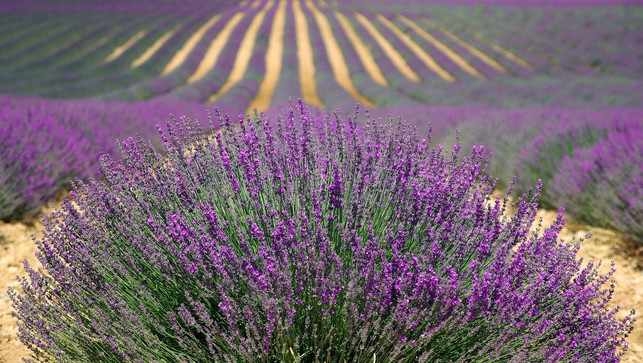 lavendel-ist-nur-eine-von-vielen-pflanzlichen-extr-cc0-pixabay-kaz-200418_download Lavendel ist nur eine von vielen pflanzlichen Extrakten, die als Phytopharmaka eingesetzt werden.