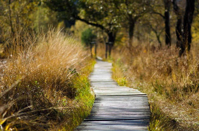 there-can-be-ticks-in-tall-grass-cc0-pixabay-smellypumpy-220620_download Ticks can be found in tall grass.