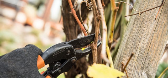 Pflanzen richtig schneiden: Warum der Herbst (nicht immer) der richtige Zeitpunkt ist (Foto: Christin Klose/dpa-tmn) Herbstschnitt? Nicht immer eine gute Idee