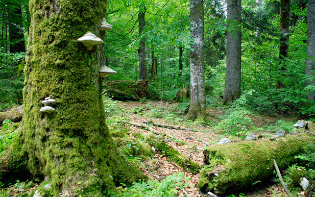 urwald-europa-wildnisgebiet-duerrenstein-z-Wildnisgebiet-Duerrenstein-Theo-Kust-180129-1280x800 Urwald: Wildnisgebiet Dürrenstein, Österreich