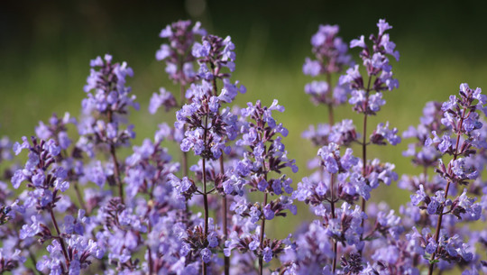 einfache-gartenpflanzen-fuer-anfaengerinnen-cc0--pixabay--_alicja_-250729 einfache Gartenpflanzen für Anfänger:innen