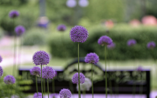 kugeldisteln-stechen-im-garten-hervor-cc0-pixabay-icsilviu-210528_download Kugeldisteln stechen im Garten hervor.