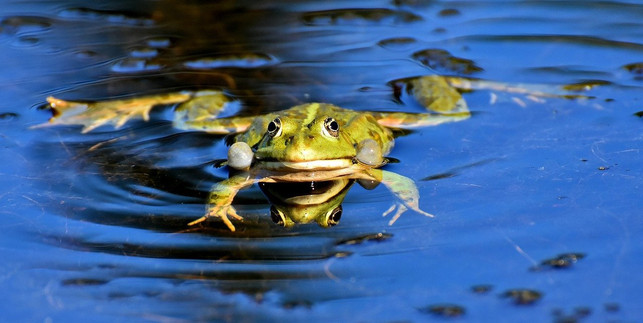 viele-gewaesser-oder-wassernahe-biotope-zaehlen-zu-d-cc0-pixabay-alexas_fotos-200811_download Viele Gewässer oder wassernahe Biotope zählen zu den besonders geschützten Biotopen.