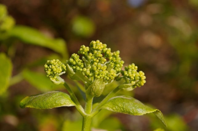 hortensienknospe-cc0-pixabay-kriemer-180320_download Hortensien musst du teilweise im Frühjahr schneiden.