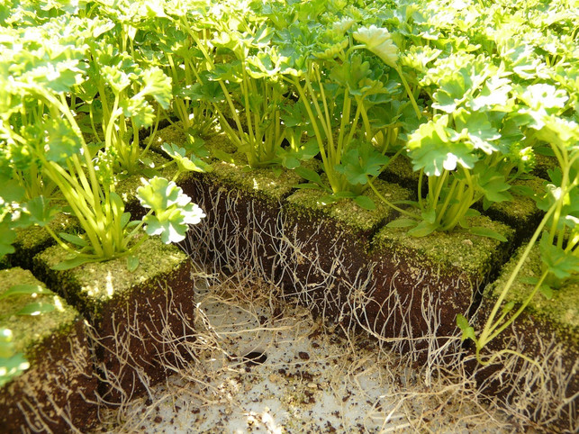 petersilienkartoffeln-kannst-du-selber-im-garten-a-cc0-pixabay-hans-241011_download Petersilienkartoffeln kannst du selber im Garten anbauen.