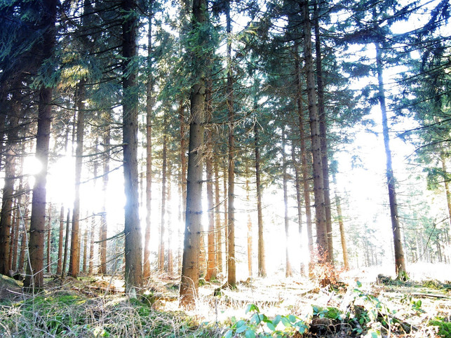 aktivurlaub-wandern-im-naturreservat-sumava-sven-christian-schulz-utopia-180701_download Aktivurlaub: Wandern im Naturreservat Šumava