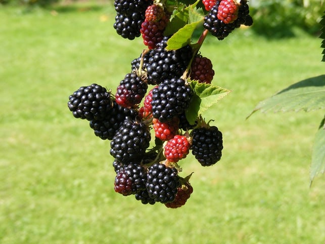 Brombeeren pflanzen Tipps zu Standort, Pflege und Ernte Utopia.de