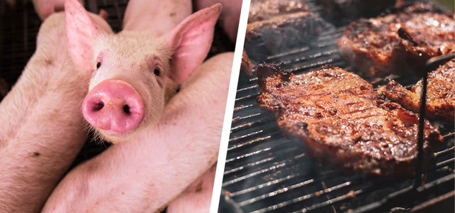 Schweine und Grillfleisch: Stiftung Warentest prüft Nackensteaks
