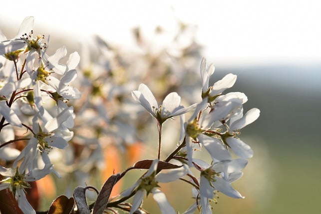 die-felsenbirne-ist-sehr-pflegeleicht-und-muss-im-cc0-pixabay-pitsch-191029_download Die Felsenbirne ist sehr pflegeleicht und muss im Gegensatz zu anderen Obstgehölzen kaum geschnitten werden.