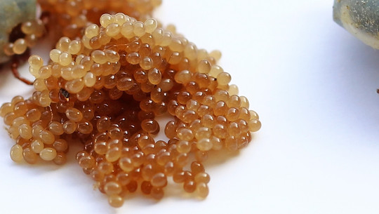 braune-kuegelchen-im-garten-colourboxcomastrid-gast-250807 braune Kügelchen im Garten