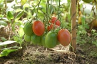 die-nachreife-an-der-mutterpflanze-schuetzt-vor-aro-cc0-public-domain-pixabay-alex80-180716_download Das Nachreifen an der Mutterpflanze schützt vor Aromaverlust.