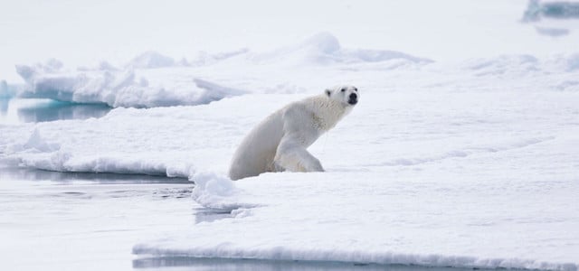 Eisbären Klimawandel