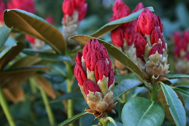 knospe-eines-rhododendronstrauchs-cc0-pixabay-donnasenzafiato-180829_download Der Rhododendron ist eine immergrüne Pflanze.