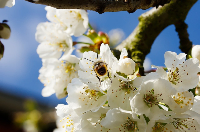 wenn-du-dir-einen-bienenfreundlichen-garten-wuensch-cc0-pixabay-perezvcking-200128_download Wenn du dir einen bienenfreundlichen Garten wünschst, solltest du einen Kirschbaum pflanzen.