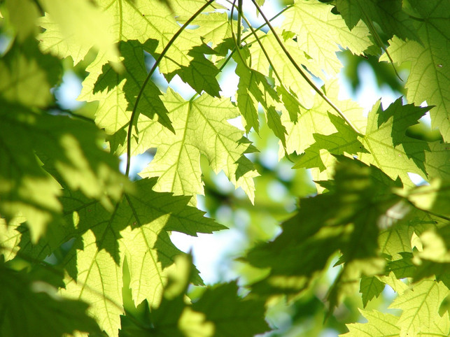 da-das-konzept-tiny-forest-noch-recht-neu-ist-ist-cc0-pixabay-gregovish-241114_download Da das Konzept Tiny Forest noch recht neu ist, ist zu eventuellen Nachteilen noch wenig bekannt.