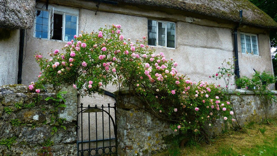 kletterrosen-schneiden-cc0-pixabay-loggawiggler-200526 kletterrosen schneiden