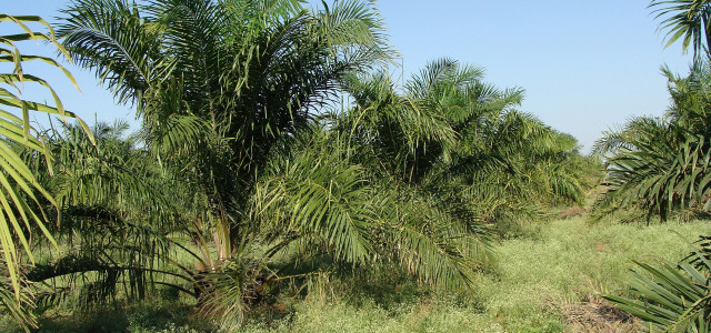 oelpalmen-pb-cc0-190918-1280x600 Ölpalmen