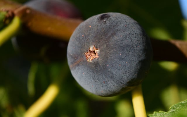 obst-balkon-pb-feige-180207-1280x800 Obst auf dem Balkon Feige