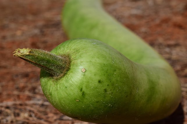 damit-die-kalebasse-grosse-fruechte-bildet-muss-die-cc0-pixabay-ulleo-201123_download Damit die Kalebasse große Früchte bildet, musst du die Pflanze regelmäßig düngen.