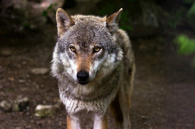 der-wolf-ist-der-nachtaktive-unter-den-chronotypen-cc0-pixabay-raincarnation40-210329_download Der Wolf ist der Nachtaktive unter den Chronotypen.