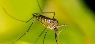 Mückenlarven