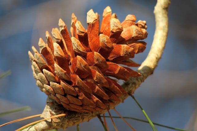 pinienzapfen-cc0-pixabay-hhach-190225_download Pinienzapfen