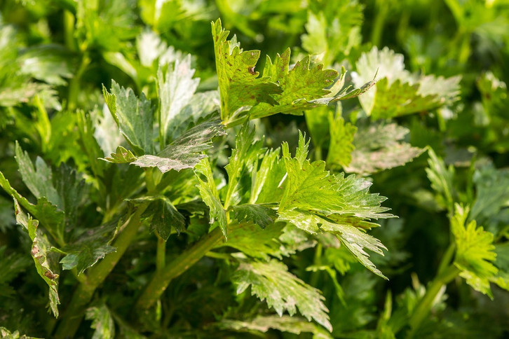 zitronenbaum pflege dngen Purgrn Bio-Zitronenbaum-Dnger 1 Liter