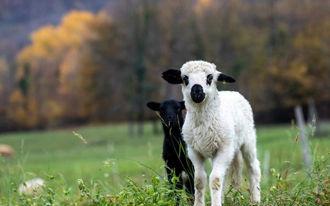 lamm-schaf-weide-wolle-pb-Pat_Photographies-220406-1280x800 Schafe sind Weidetiere und brauchen Platz.