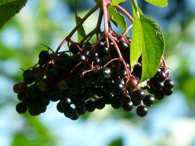 eine-dolde-holunderbeeren-cc0-pixabay-hans-190729_download Eine Dolde Holunderbeeren.