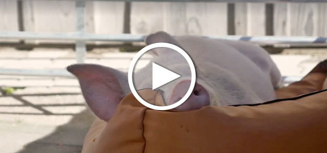 Video: Schwein Viktoria auf dem Erdlingshof