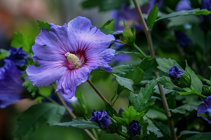 Hibiskus vermehren: So funktioniert's mit Stecklingen - Utopia.de