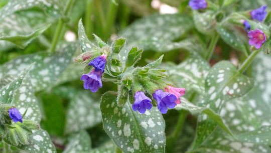 bodendecker-gegen-unkraut-cc0--pixabay--zimt2003-250814 Bodendecker gegen Unkraut