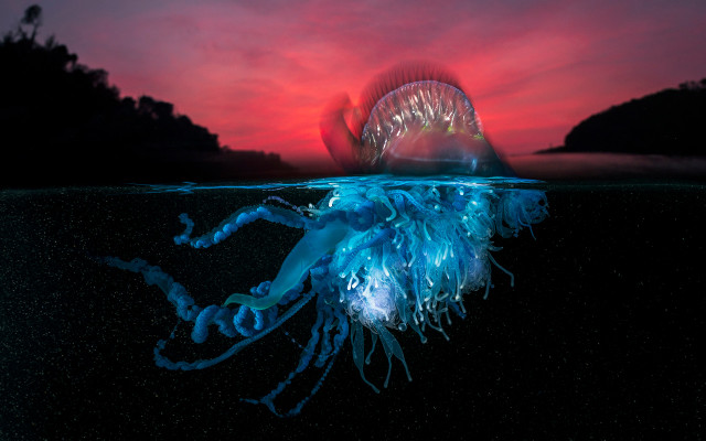 Ocean-Photography-Award-2021-2nd-winner-portfolio-Matty-Smith-051021-1280x800px Leuchtende Qualle