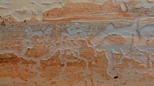 durch-die-ausflugloecher-verlassen-die-schluepfenden-cc0-pixabay-bernswaelz-200413_download Durch die Ausfluglöcher verlassen die schlüpfenden Larven der Holzschädlinge das Holz.