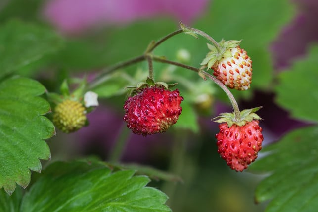 walderdbeeren-eignen-sich-als-nachbarpflanzen-fuer-cc0--pixabay--angelinaelv-250509_download Walderdbeeren eignen sich als Nachbarpflanzen für Blaubeeren.