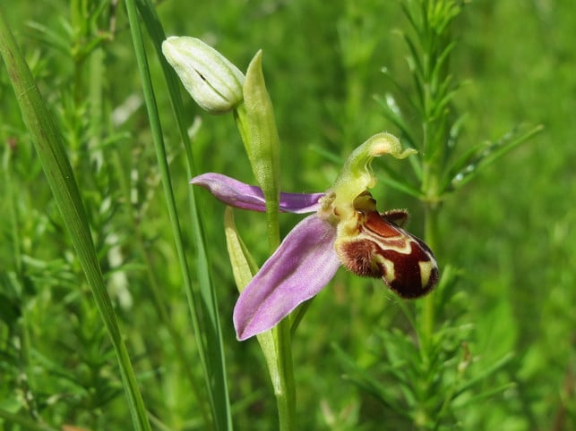 die-heimische-bienen-ragwurz-orchidee-sieht-ihrem-cc0-pixabay-wikimediaimages-210101_download Die heimische Bienen-Ragwurz-Orchidee sieht ihrem Namen nach so aus, als befinde sich dauerhaft eine Biene in der Blüte.