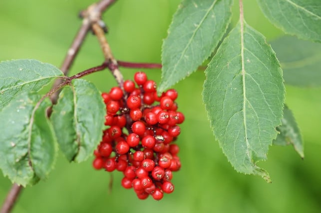 holunderbeeren-des-schwarzen-und-roten-holunders-s-cc0-pixabay-walterbieck-230728_download Holunderbeeren des Schwarzen und Roten Holunders sind nur roh giftig.