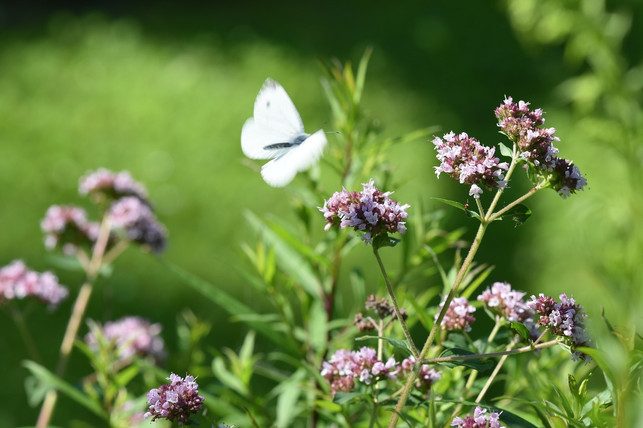 nektarquelle-oreganobluete-cc0-pixabay-gosia64-190206_download Oregano zu pflanzen hilft auch heimischen Insekten.