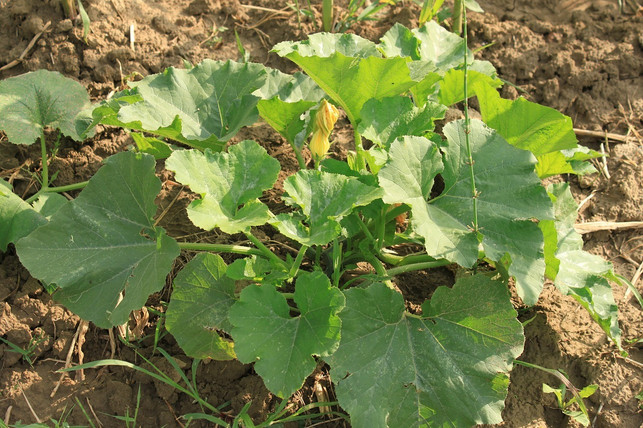 ab-mitte-mai-koennen-die-kuerbis-pflanzen-ins-freila-cc0-pixabay-byrev-220312_download Ab Mitte Mai können die Kürbispflanzen ins Freiland umziehen.