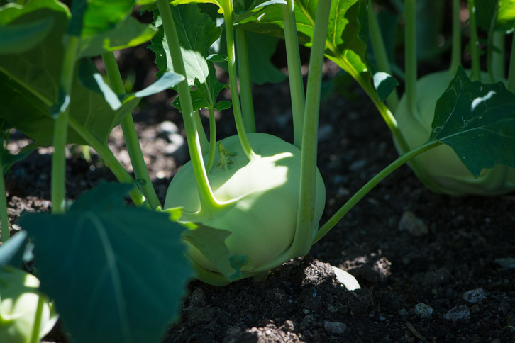 bester dünger für zimmerpflanzen Zimmerpflanzen Dünger, Monstera Dünger, 6 Monate Depotwirkung – PlantMe