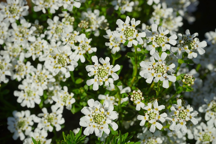 Schleifenblume: Tipps zu Anbau, Pflege und Vermehren - Utopia.de
