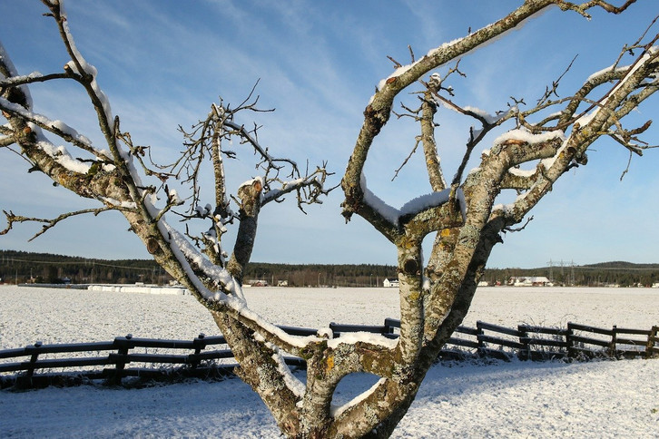 Lohnt sich auch im eigenen Garten: Warum Obstbume wei angestrichen werden  - Utopia.de
