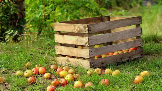 aepfel-einkochen-cc0-pixabay-_alicja_-190715 Äpfel einkochen